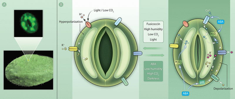 <p>Under dry conditions, there is increased transpiration and reduced water uptake</p><p>Under a hot, windy day, there is reduced water in the atmosphere and the soil, creating a negative water potential which results in increased transpiration from the leaves. This reduced water uptake will cause the plant to become dehydrated, and if this continues, plant cells will become damaged</p><ul><li><p>Changes in water potential causes cells in the roots and leaves to produce abscisic acid (ABA)</p></li><li><p>ABA is translocated to the guard cells where it accumulates at high levels</p></li><li><p>Due to ABA accumulating, there is an increased water potential caused by the initiation of a signal transduction pathway:</p><ul><li><p>Efflux of anions out of guard cells mediated by anion channels - causes depolarisation</p></li><li><p>Efflux of K+ out of guard cells by facilitated diffusion through membrane channels</p></li></ul></li><li><p>This results in lower K+ and anion concentrations in guard cells, allowing water to move out of guard cells through osmosis</p></li><li><p>Guard cells consequently loose turgor (become flaccid) and stomata close</p></li></ul><p></p>