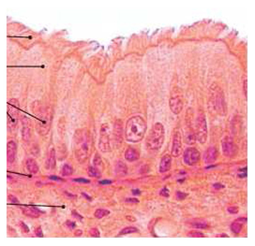 <p>odd shaped elongated, rectangular cells that each come into contact with the basement membrane; may contain cilia. Found in the cells of the respiratory system.</p>