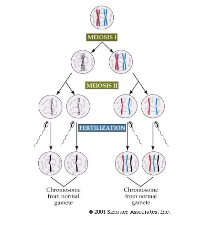 <ul><li><p>Down syndrome is caused by a problem in MEIOSIS not mitosis</p></li><li><p>During anaphase 1 of meiosis a non-disjunction event occurs where both chromosome 21 homologs end up in a single gamete (other gamete has no chromosome 21)</p></li></ul>