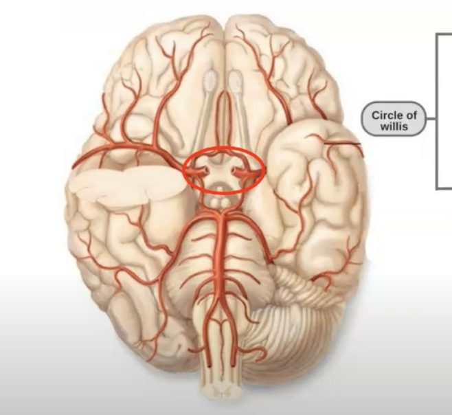 <p>the circle of willis serves as a backup system for blood flow because __</p>
