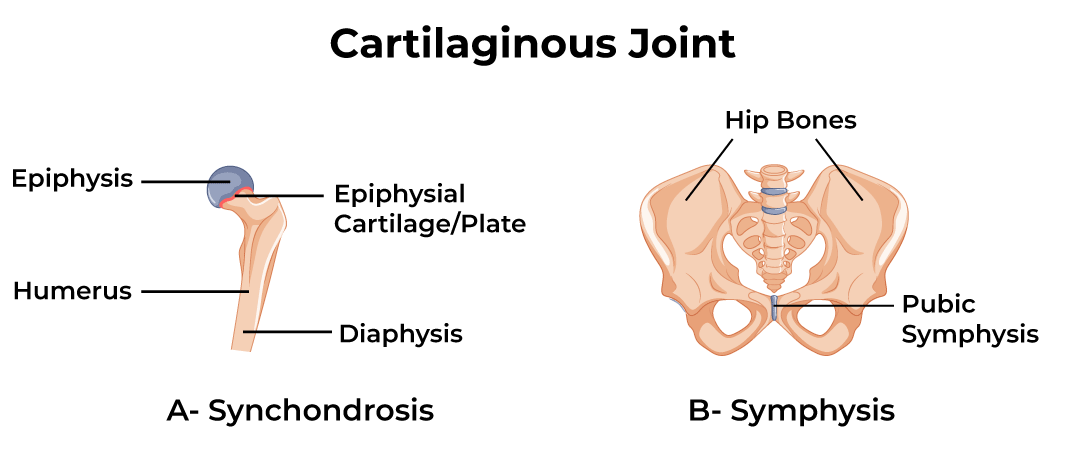 <p>Joint which contain no synovial cavity and are hold together by cartilage </p>