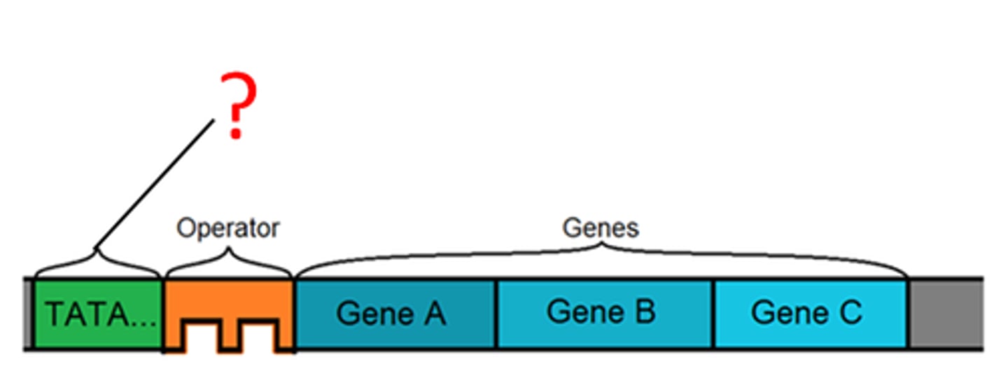 <p>-A DNA sequence that signals the beginning of transcription; it's where RNA polymerase binds to start transcription.<br>-Location:Upstream (before the gene)</p>