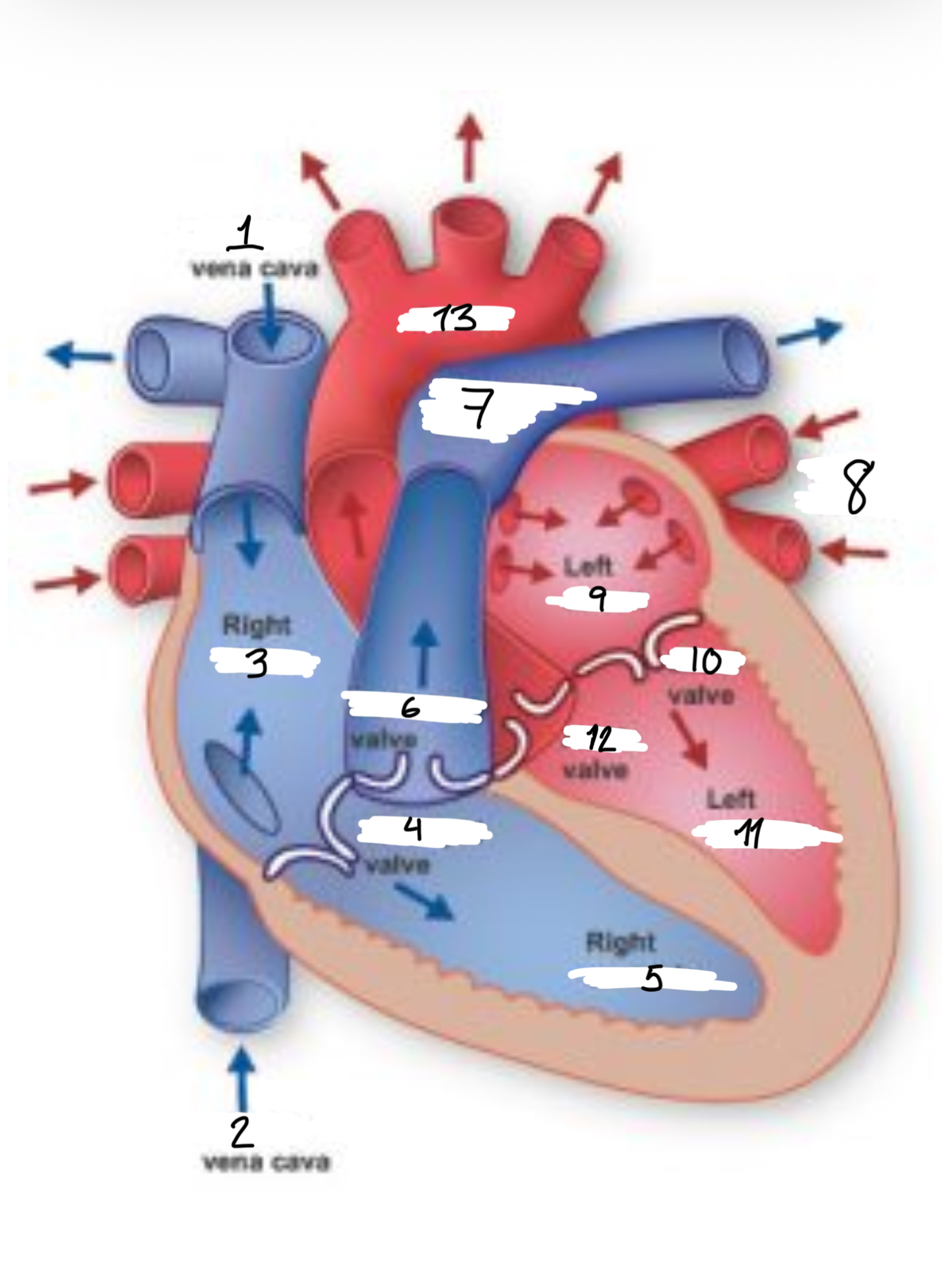 <p>Here are the words, match them with the numbers</p><p>Superior vena cava</p><p>Right atrium</p><p>Inferior vena cava</p><p>Tricuspid valve</p><p>Right ventricle </p><p>Pulmonary valve</p><p>Pulmonary artery</p><p>Aorta</p><p>Pulmonary veins</p><p>Left atrium</p><p>Mitral valve</p><p>Left ventricle</p><p>Aortic valve</p>
