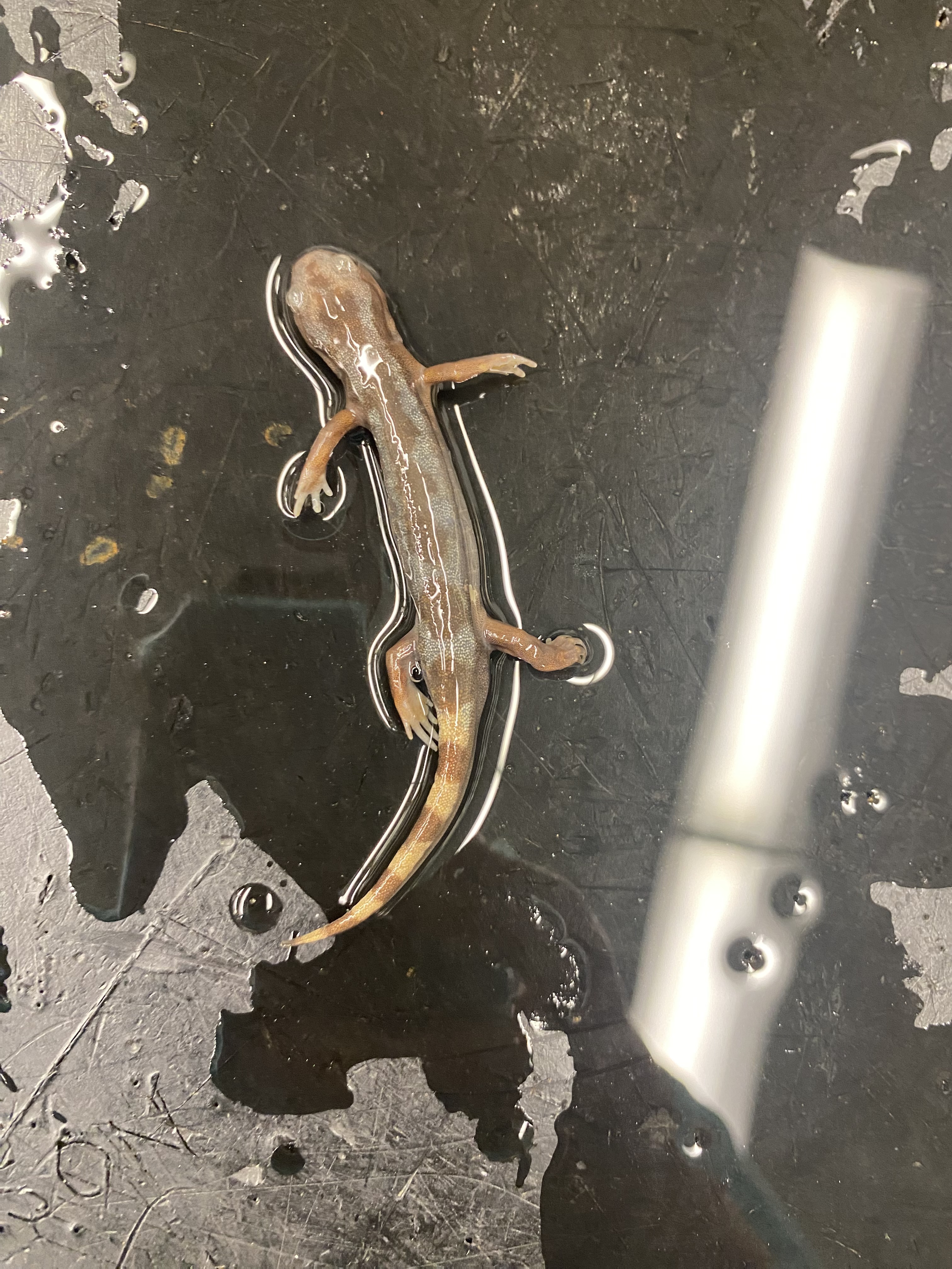 Marbled Salamander

