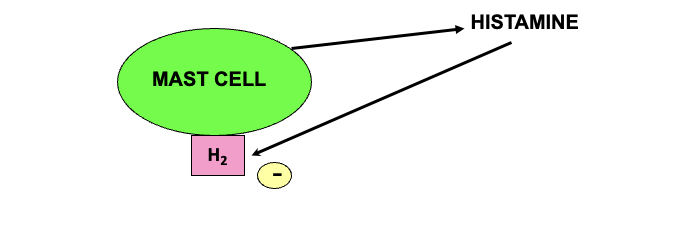 <ul><li><p>histamine release is controlled by <strong>negative feedback</strong> which allows for autoregulation</p></li><li><p>histaminergic neurons → regulation thru <u>muscarinic</u> and <u>H<sub>3</sub> receptors</u></p></li><li><p>when histamine is released from mast cell it sends a negative signal to H<sub>2</sub> receptor → generates an inhibitor signal to reduce further histamine release</p></li></ul><p></p>