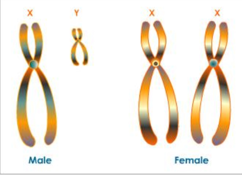 <p>Because x chromosome bigger than y has more alleles</p>