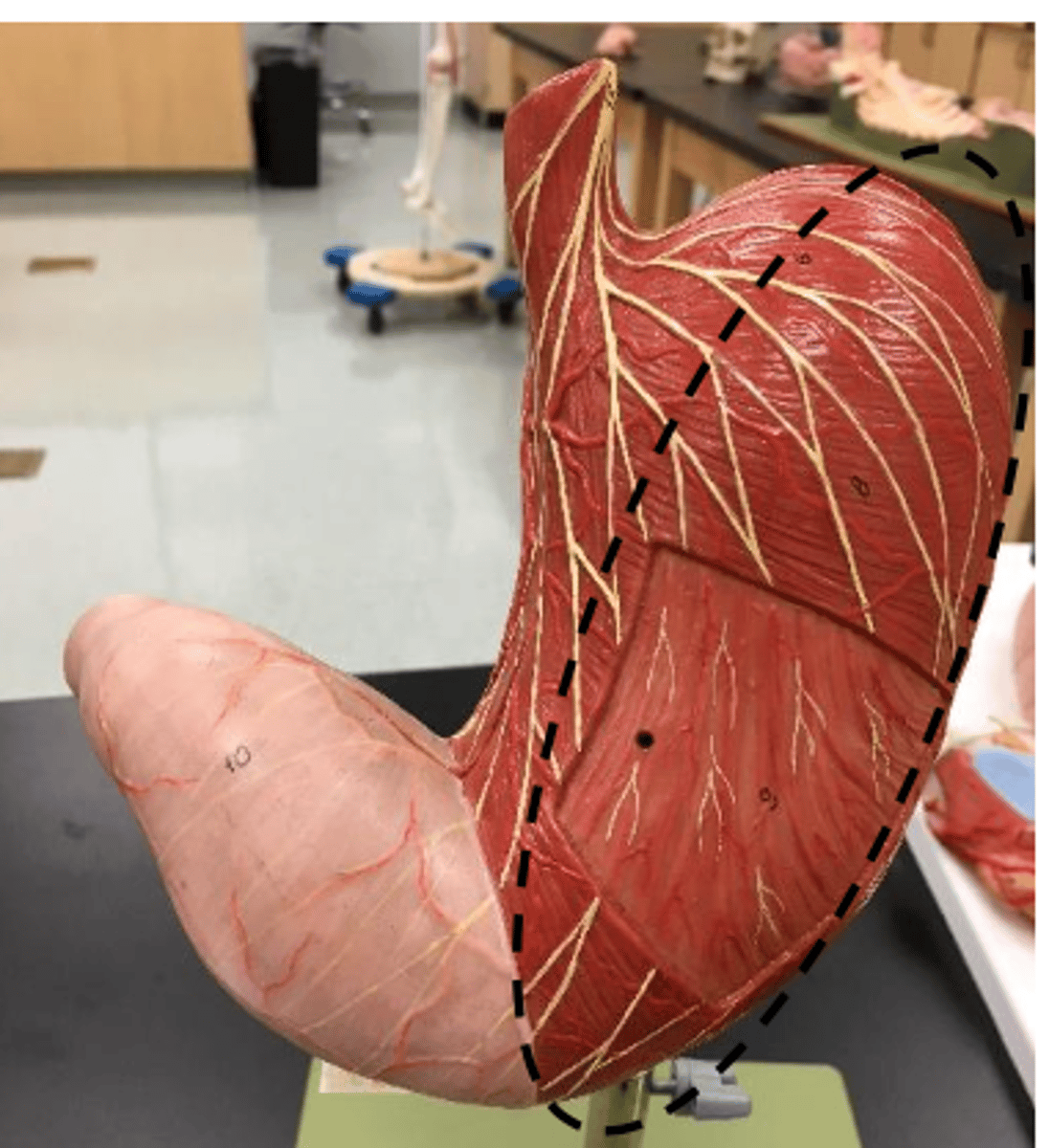 knowt flashcard image