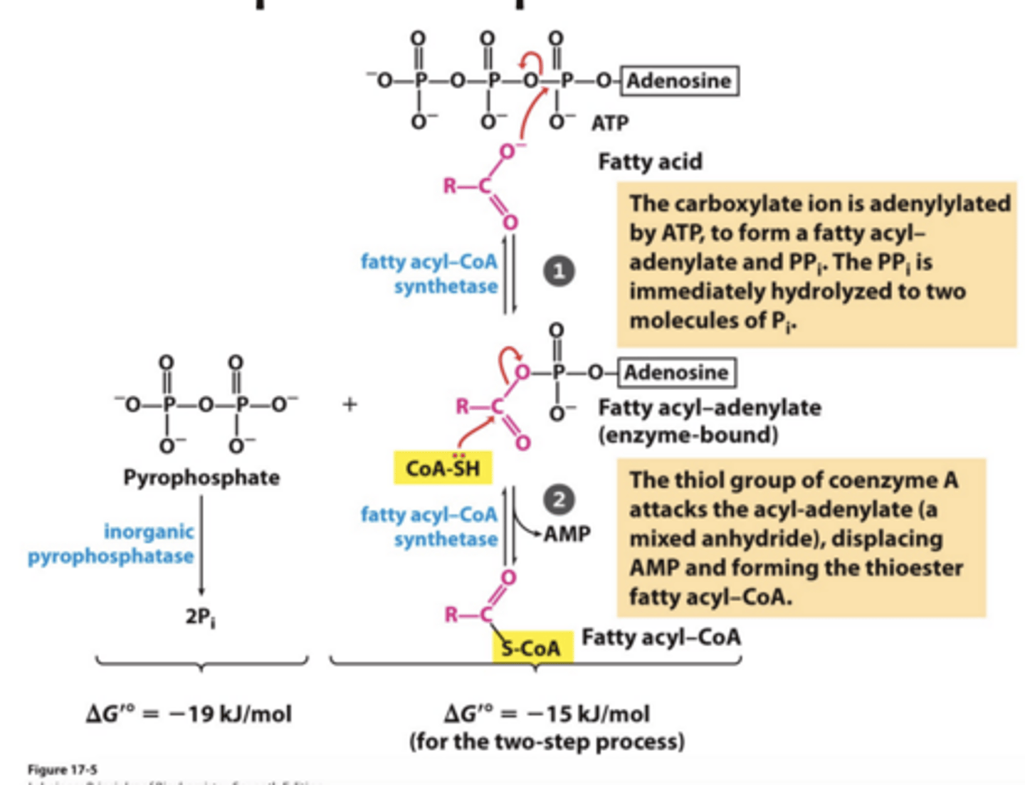 <p>Conversion to Fatty Acyl-CoA</p><p>- 2 high-energy phosphates invested/used (ATP -> AMP and PPi -> 2Pi) equivalent to 2ATP -> 2ADP + 2Pi to activate fatty acid into fatty acyl CoA</p>