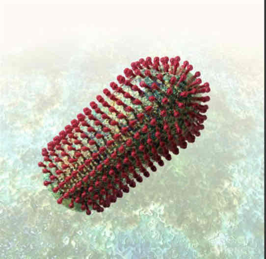 <p>Describe a helical virus</p>