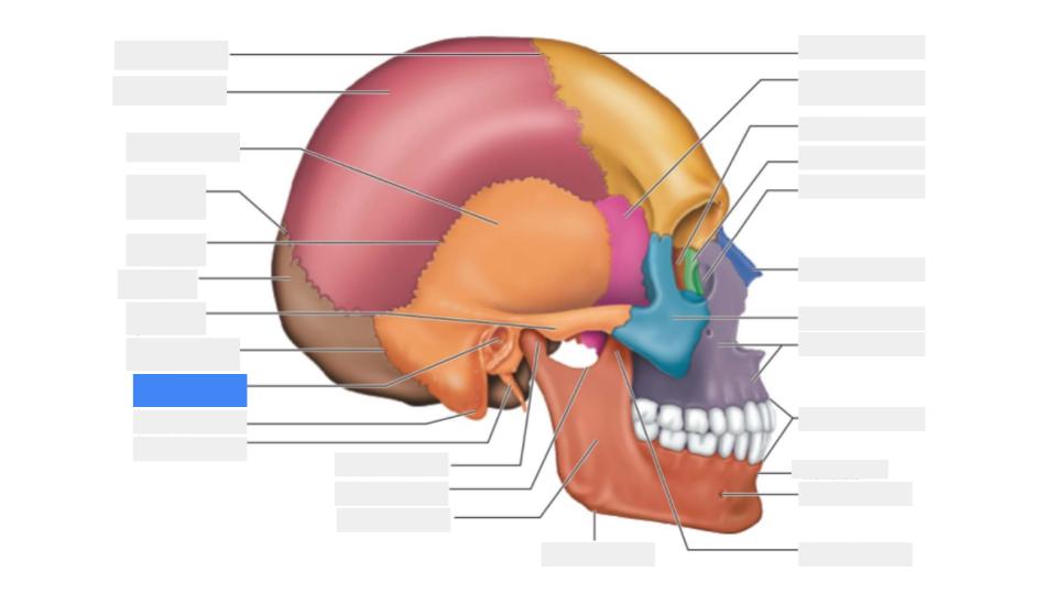 <p>Label the blue highlight</p>