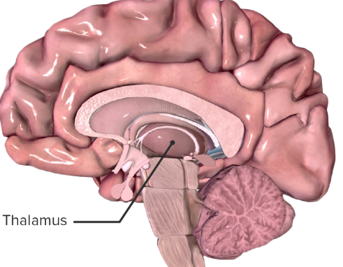 <p>integrate sensory information and sends it to other parts of the brain</p>