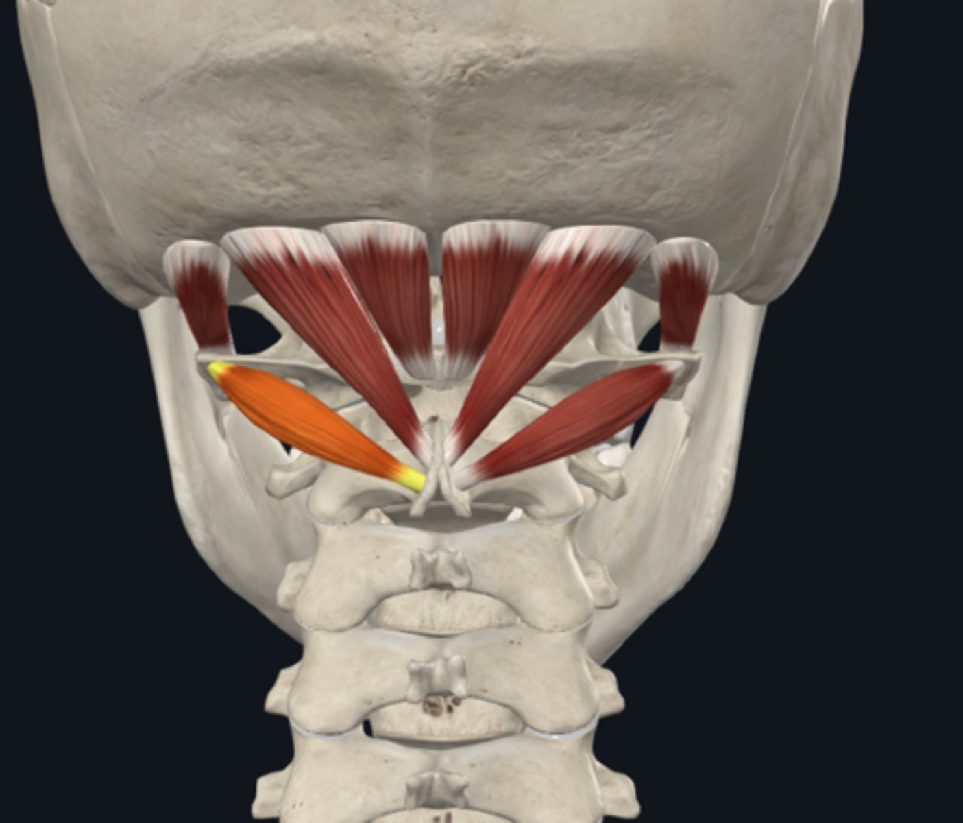 <p>What is the attachment of the Obliquus capitis inferior muscle of the suboccipital muscles?</p>