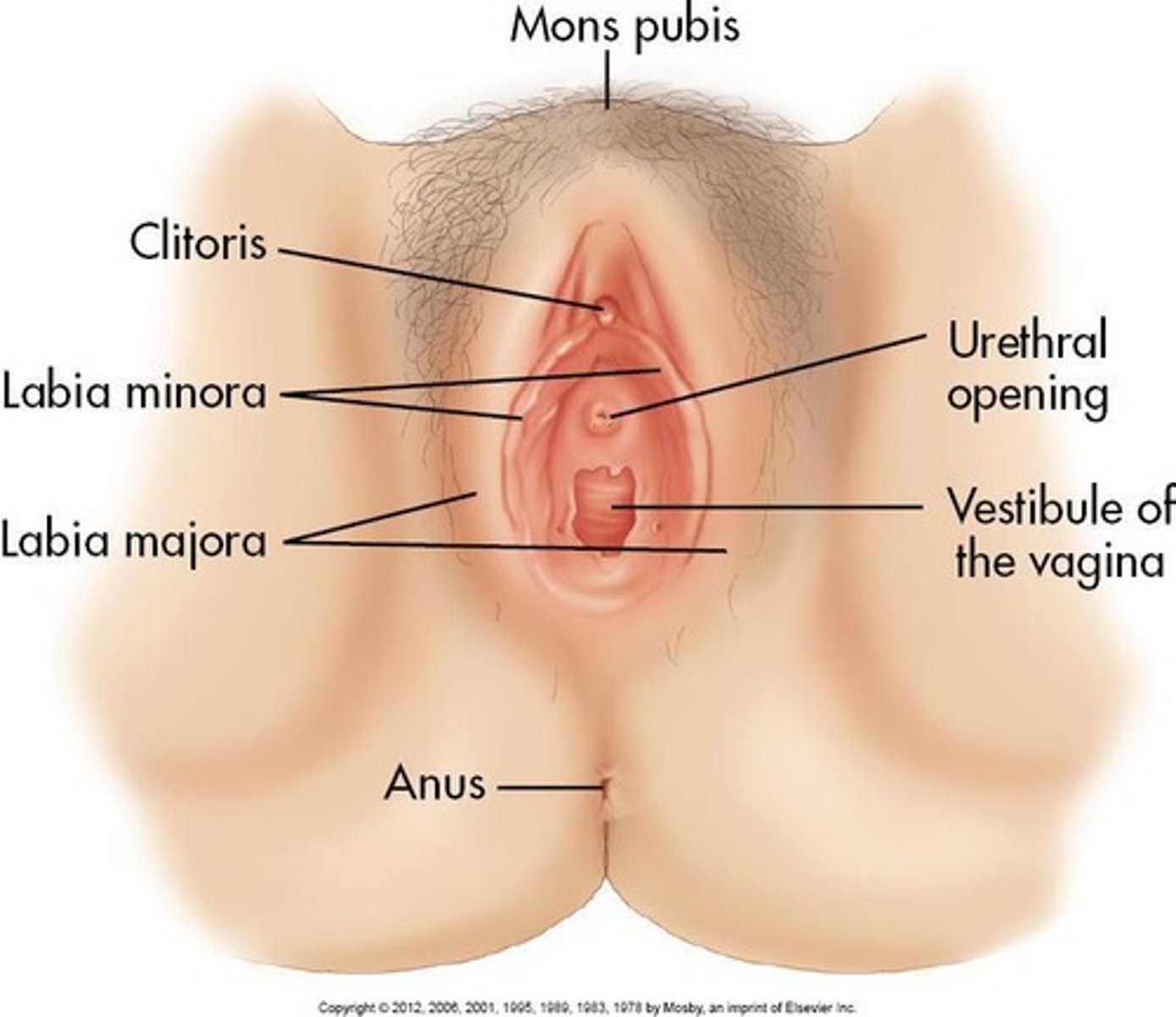 <p>The rounded mass of fatty tissue lying over the pubic bone.</p>