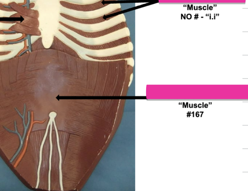 <p>Label muscle #167 </p>