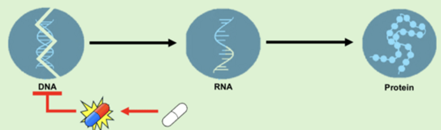 <p>- metronidazole is a prodrug</p><p>- in an anaerobic environment, the nitro group is reduced into a reactive metabolite that damages DNA so it cant be converted to RNA</p><p>- bactericidal, AUC:MIC dependent </p>