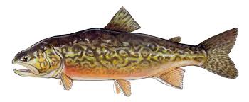 <p>male brook trout and female brown trout</p>