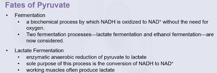 <p>is the pathway that converts<strong> glucose into glycogen</strong>.</p>