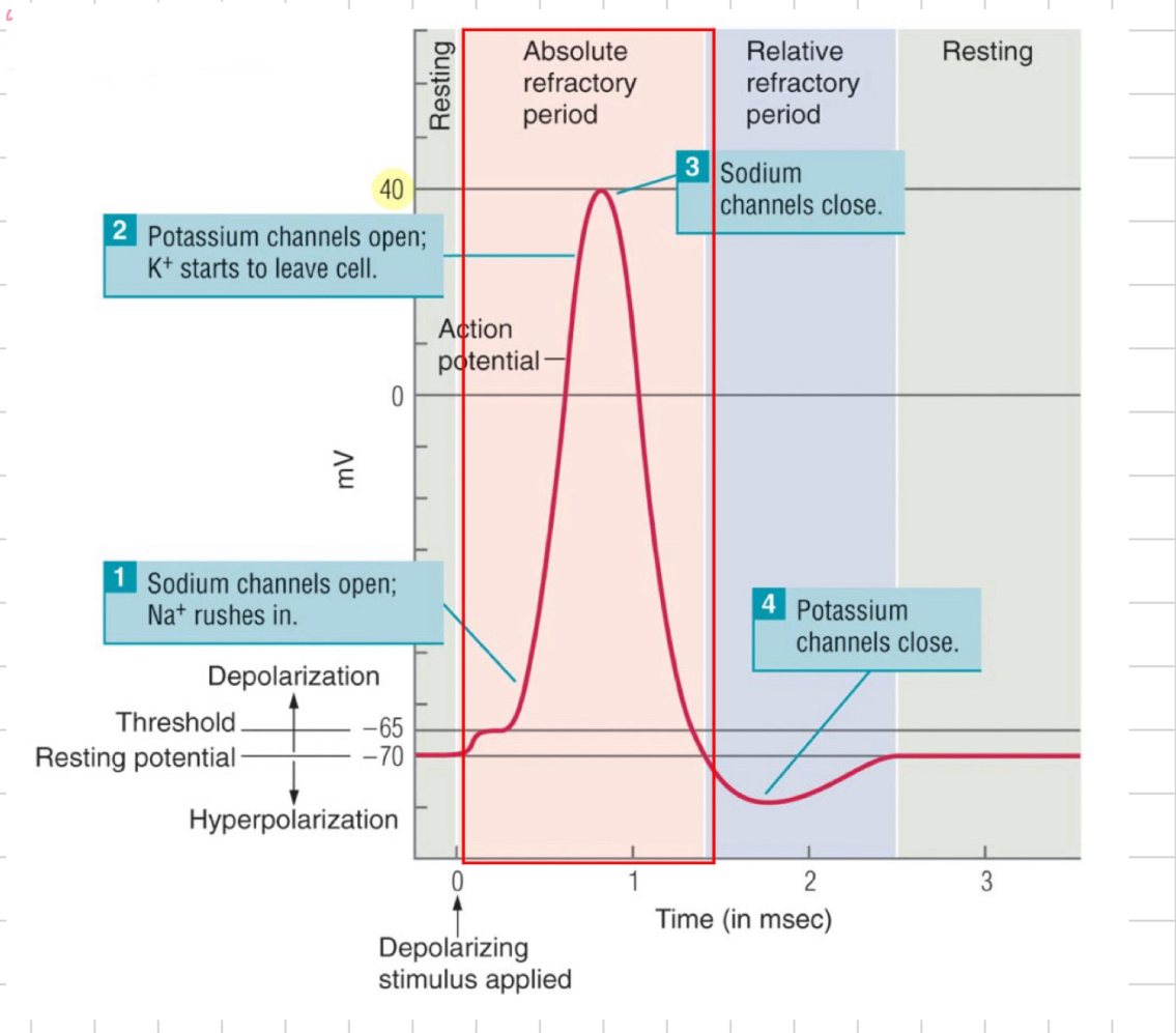 <p>no stimulus can produce another AP during a specific time of an AP</p>