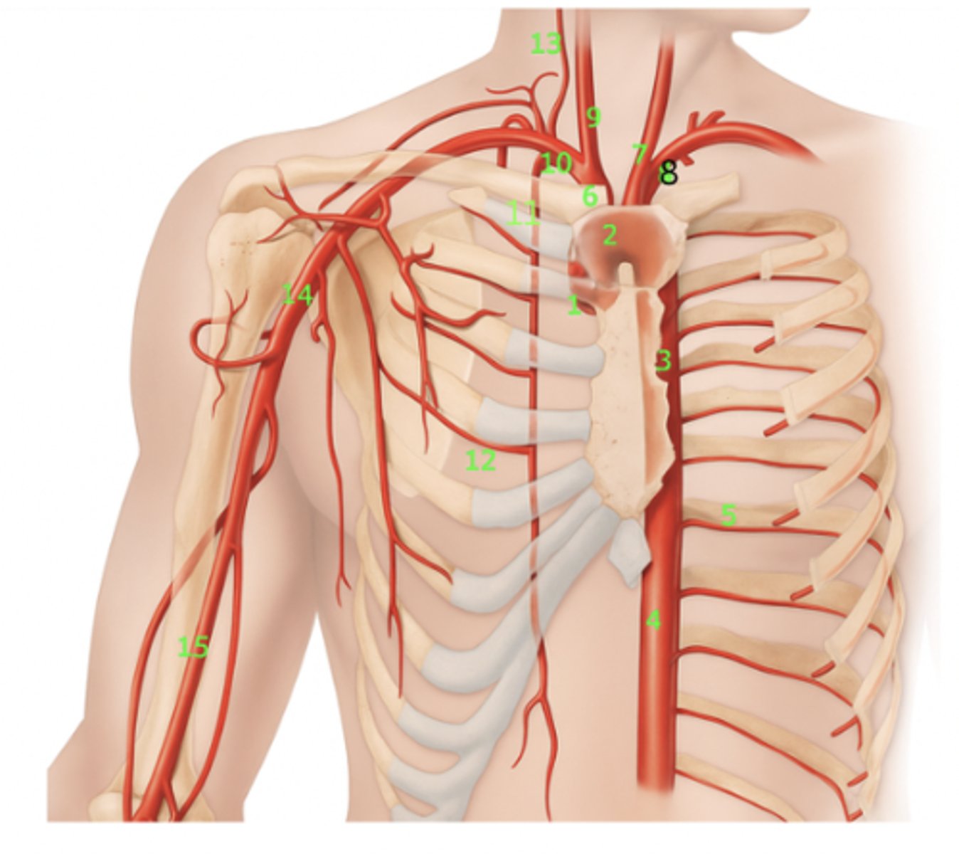 <p>What artery is 11?</p>