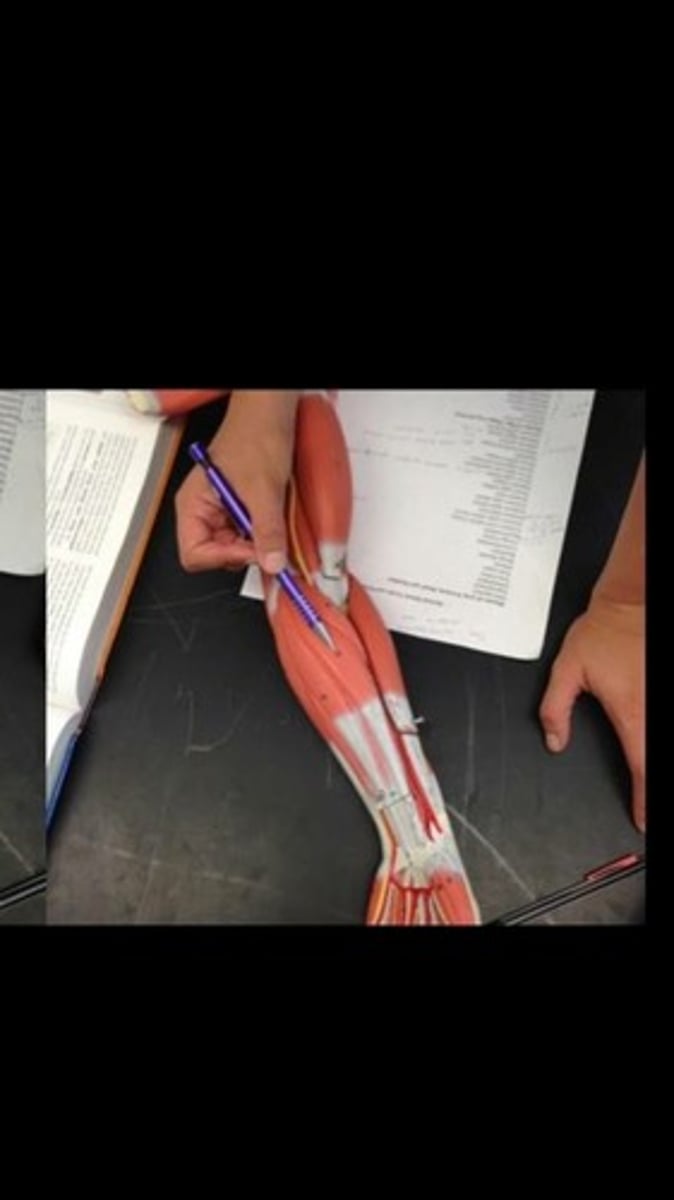 knowt flashcard image