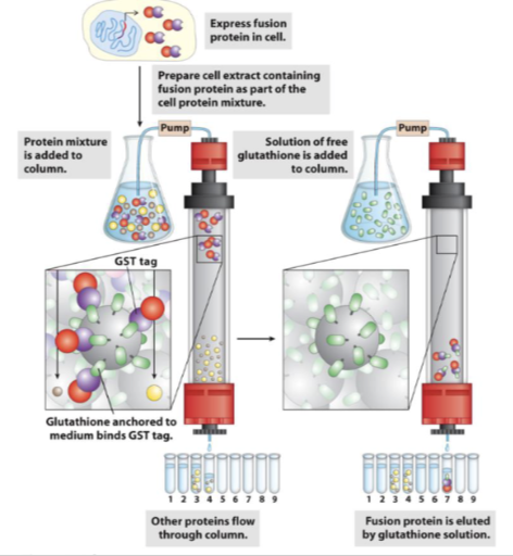 <p><span><span>GST fusion proteins can bind to an affinity<br>resin e.g. glutathione-agarose<br>Protein can be eluted from the affinity resin by<br>addition of a ligand which will compete for<br>binding to the resin e.g. free glutathione</span></span></p><p></p><p><span><span>so then only that protein will stick to the column&nbsp;</span></span></p>