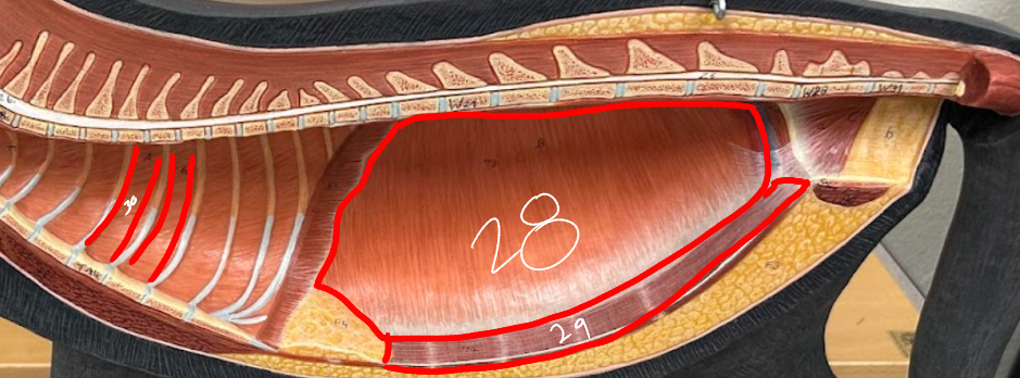 <p>ventral to 29</p>