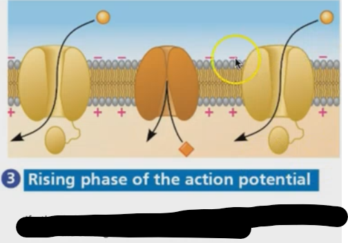 <p>What is happening at the rising phase of the action potential?</p>