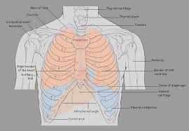 <p>chest</p>