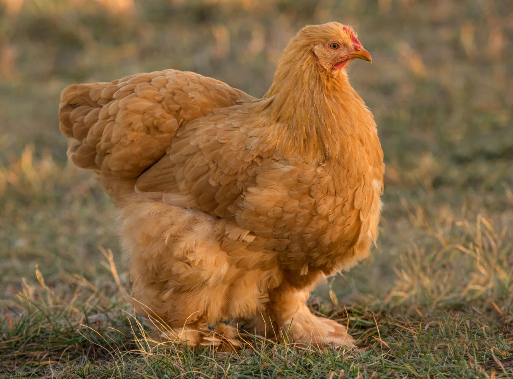 <p>Cochin (Friend)</p>