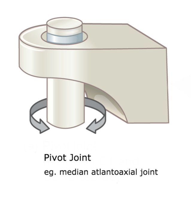 <p>motion around 1 axis, bones rotating around another, atlantoaxial joint</p>