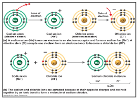 <p>When an atom has an overall positive or an overall negative charge it is no longer neutral and is referred to as an ion</p>