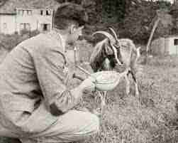 <p>A goat named Muriel</p>