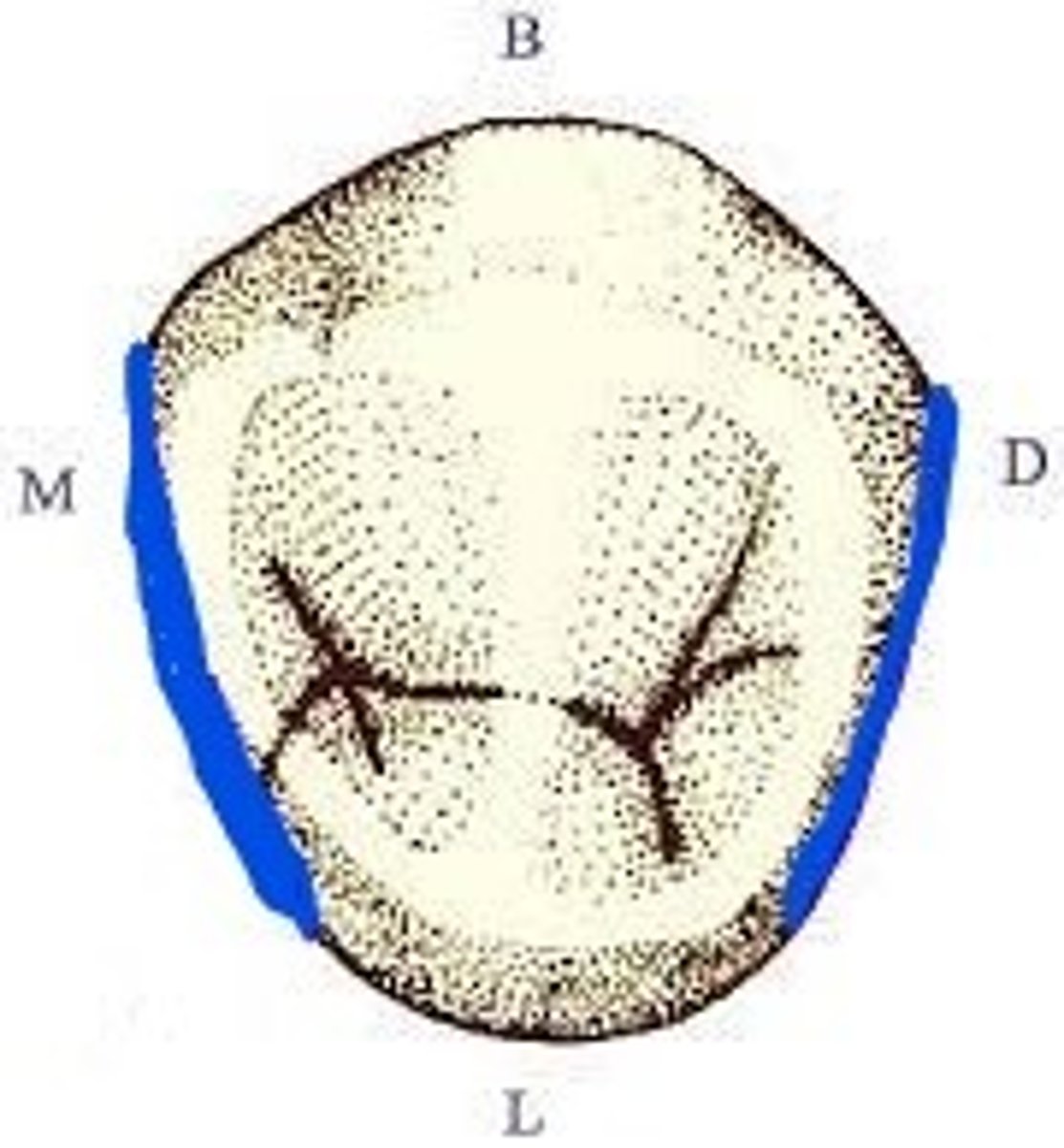 <p>The cusp ridges form the buccal and lingual sides of the occlusal table, and the __________ make up the mesial and distal boundaries of the occlusal table.</p>