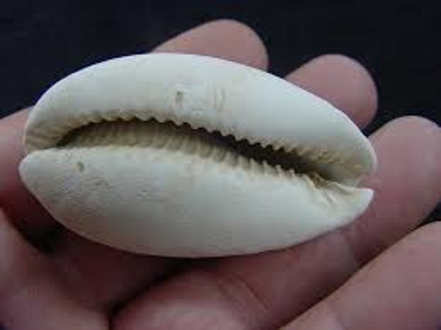 <p>a genus of medium-sized to large sea snails or cowries, marine gastropod mollusks (Cowrie snail)</p>