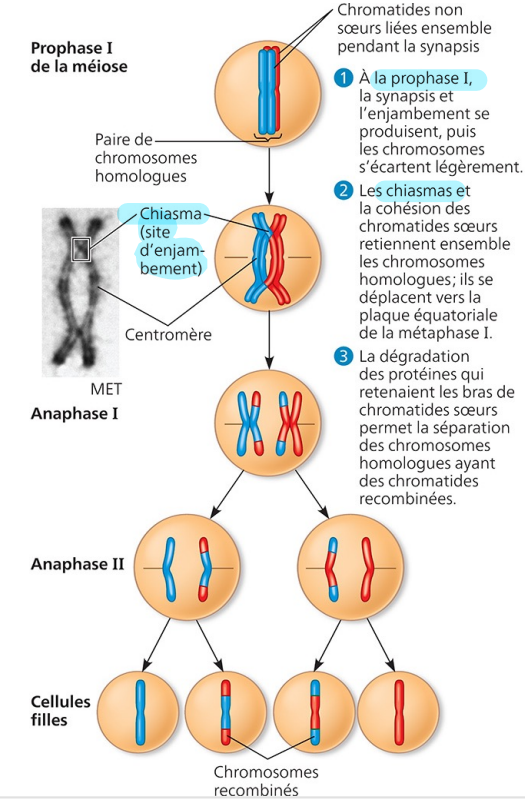 <p>Les mêmes types de chromosomes, les mêmes gènes se mélange entre deux</p>