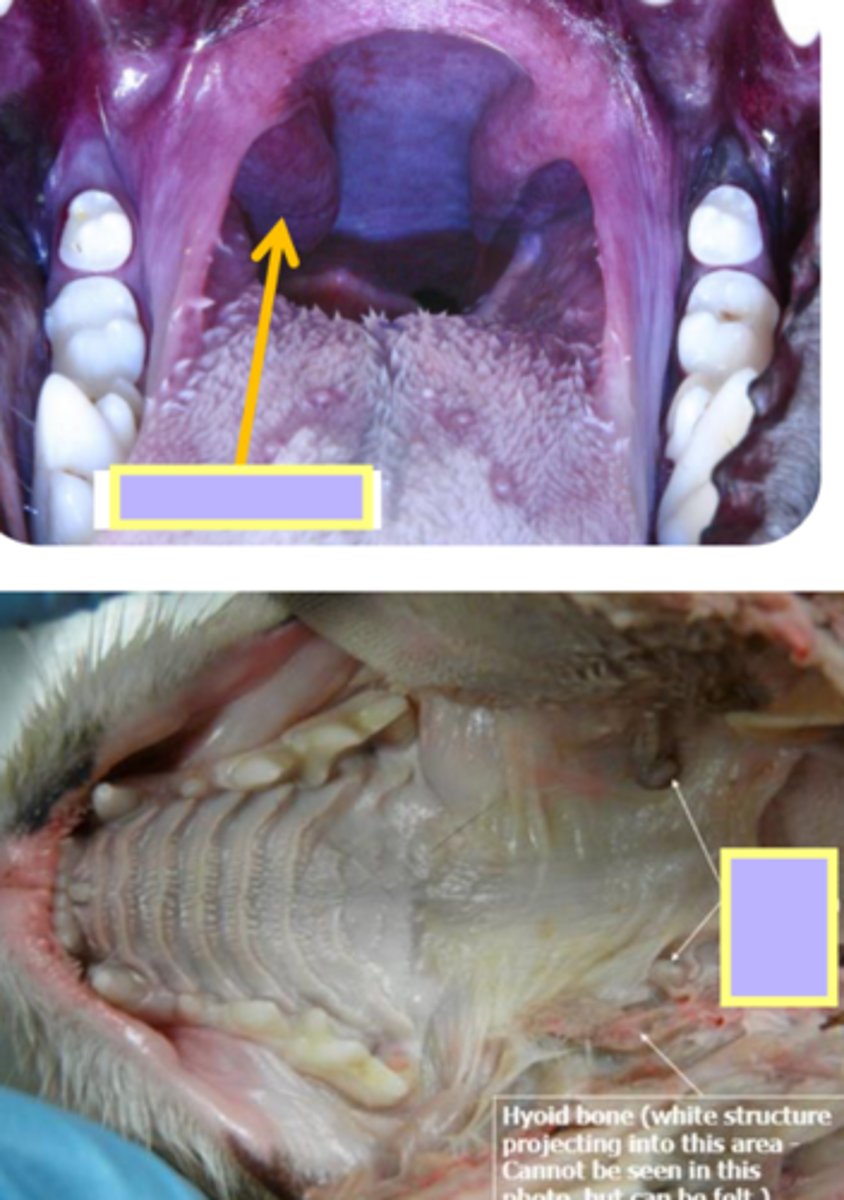 <p>- lymphoid tissue of the pharynx associated with the oropharyngeal surface</p><p>- visible in dog, cat, and bovine</p>