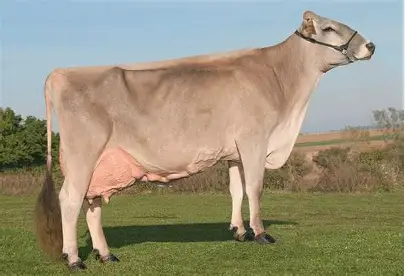<p>Brown Swiss</p>