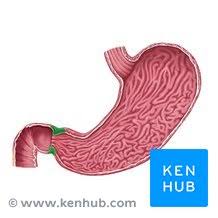 <p>pyloric sphincter</p>
