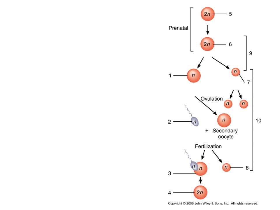 <p>where is fertilization completed?</p>