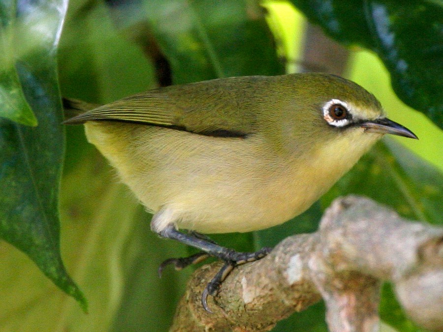 <p>Bridled White Eye</p>