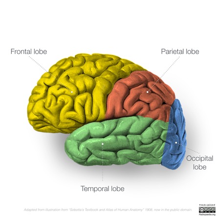 <p>Section of brain in <strong>rear</strong> and bottom of each cerebral hemisphere, containing the <strong>visual centers</strong> of the brain (eyes in the back of your head).</p>