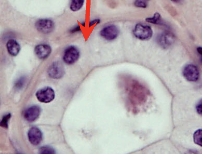 <p>single layer of tall, rectangular cells, <strong>much taller than they are wide</strong>, like <strong>bricks standing on end</strong>. Cells are elongated, with <strong>oval nuclei located near the base</strong>.&nbsp;</p><p></p>