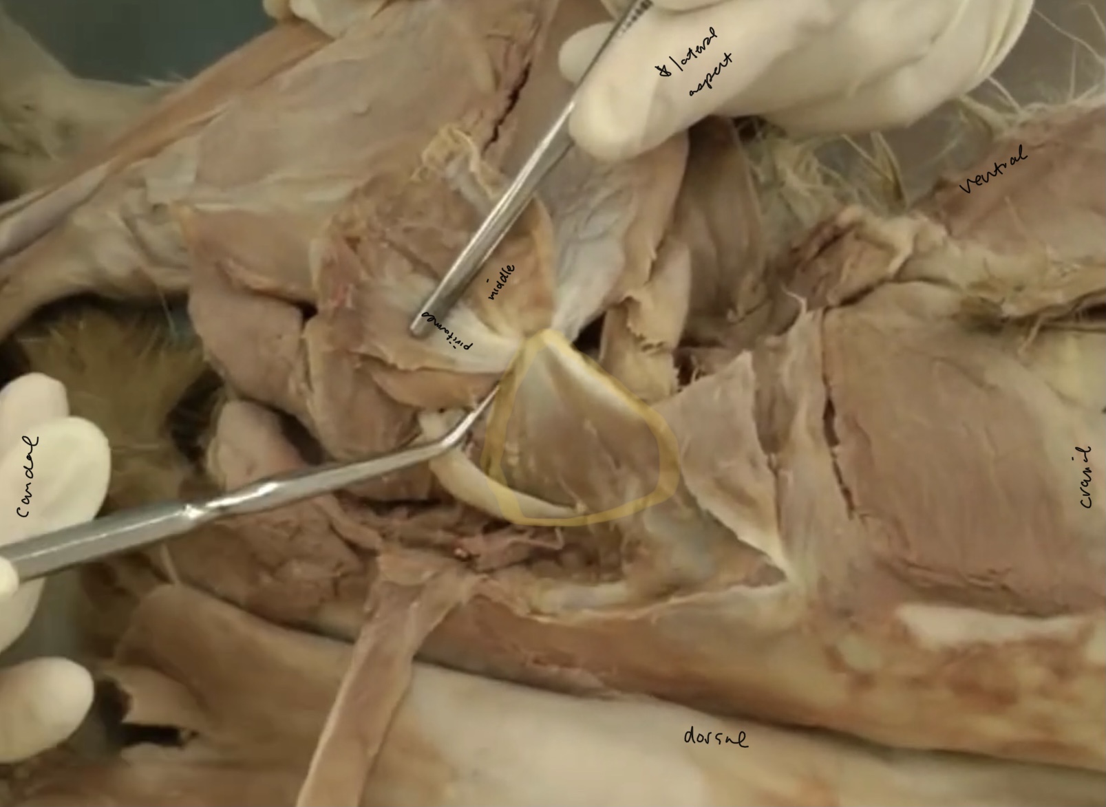 <p>What is the highlighted portion called?</p>