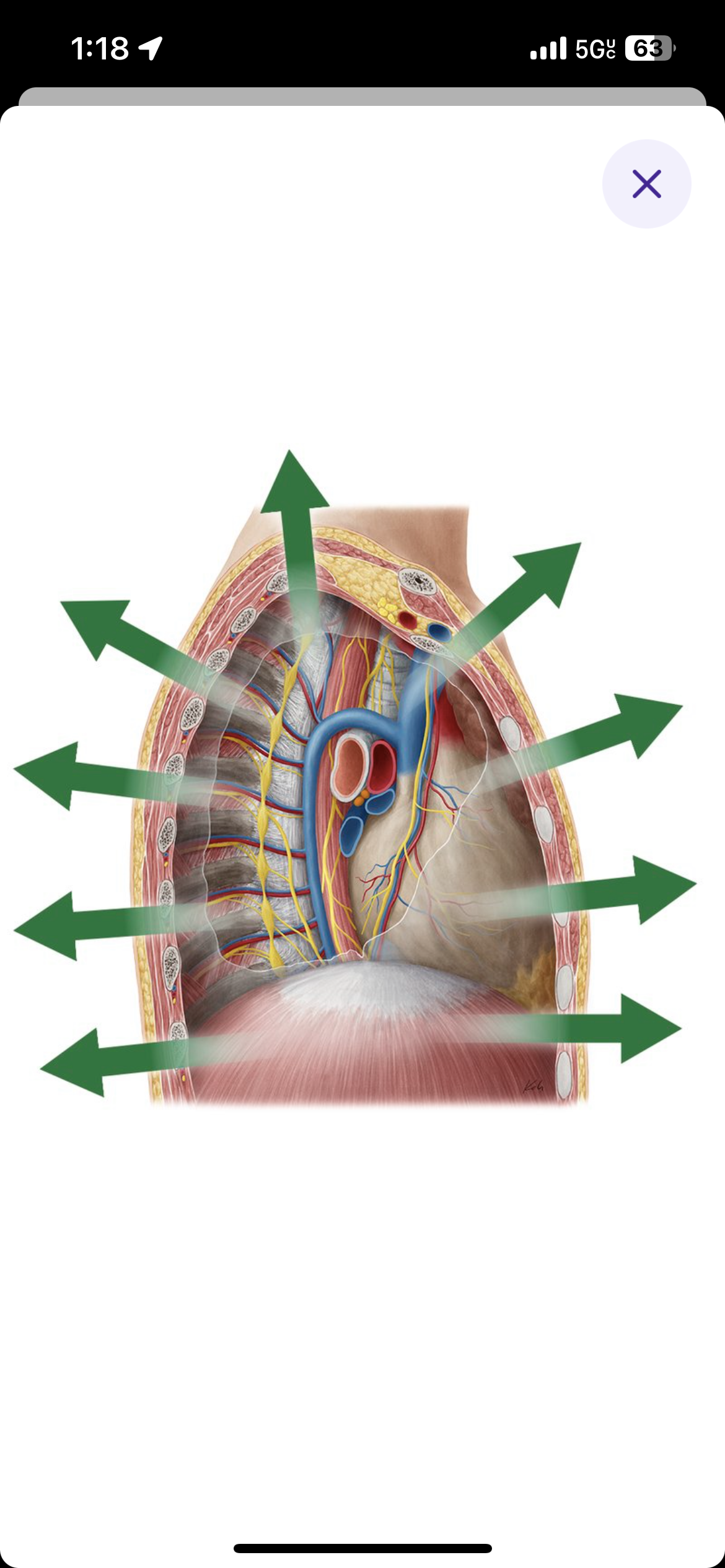 <p>Parts outside the body </p>