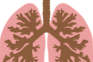 <ul><li><p>the entrance to the human gas exchange system</p></li><li><p>when you breathe in, air flows through the trachea</p></li><li><p>ridges of cartilage surround the front of the trachea to provide protection and structure</p><ul><li><p>there is no cartilage at the back of the trachea so that the oesophagus is not constricted (movement)</p></li></ul></li></ul><p></p>