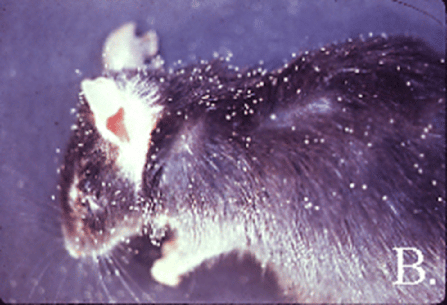 <p>What condition is this?</p>