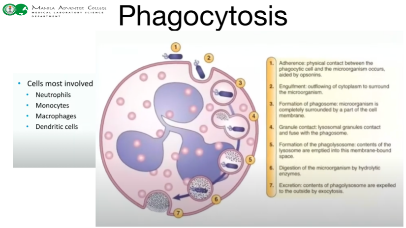 <p>Phagocytosis   </p>