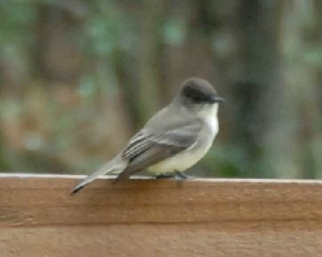 <p>Identify the species shown:&nbsp;</p>
