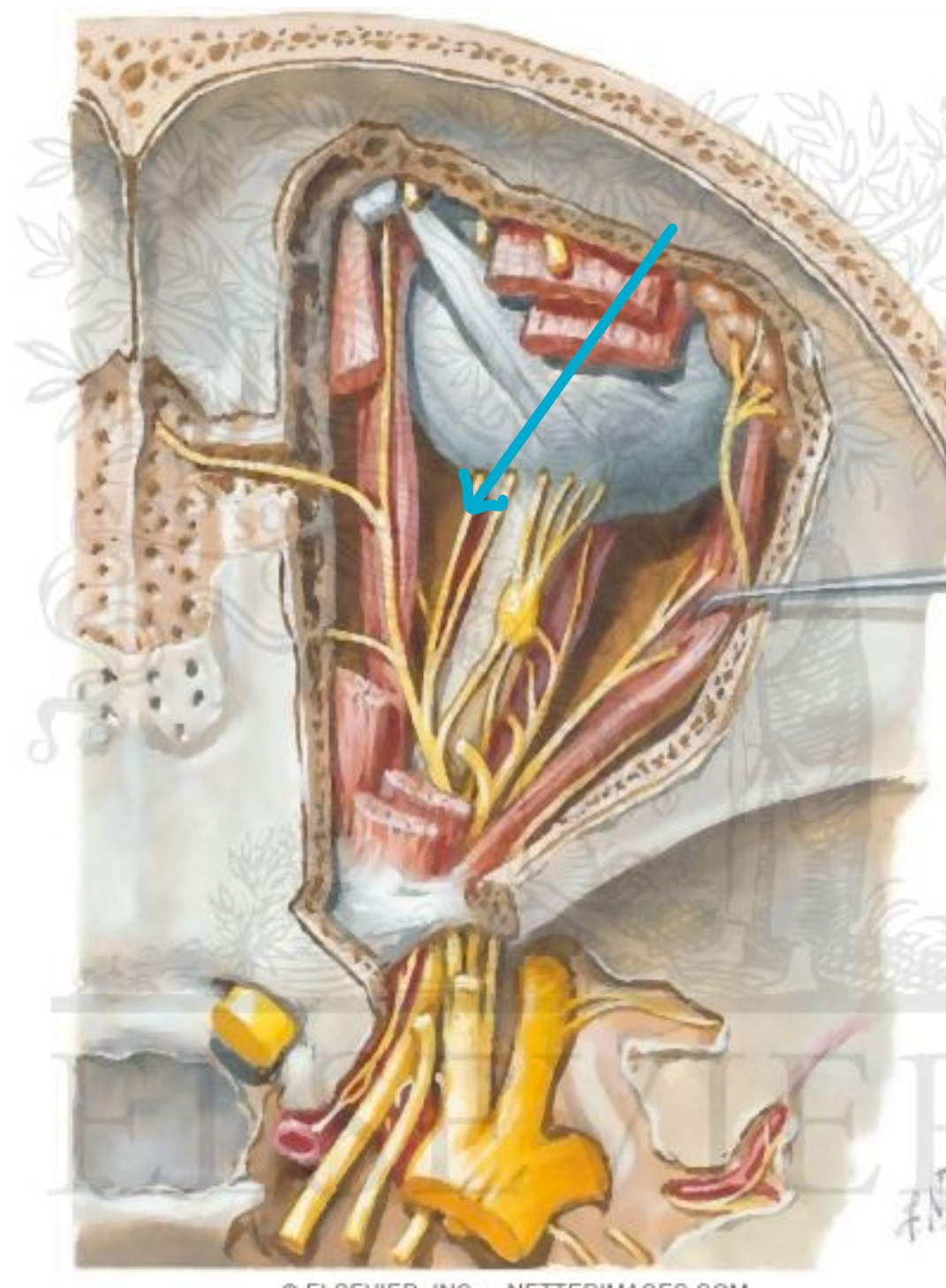 <p>which nerve?</p>