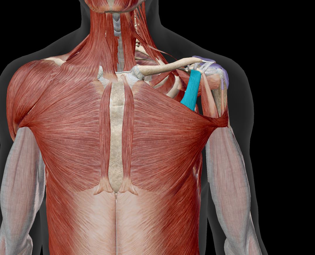 <p>shoulder girdle muscle&nbsp;</p>